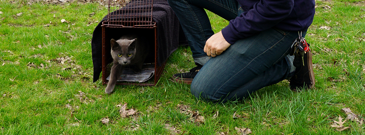 A community cat being released from a humane trap after TNR
